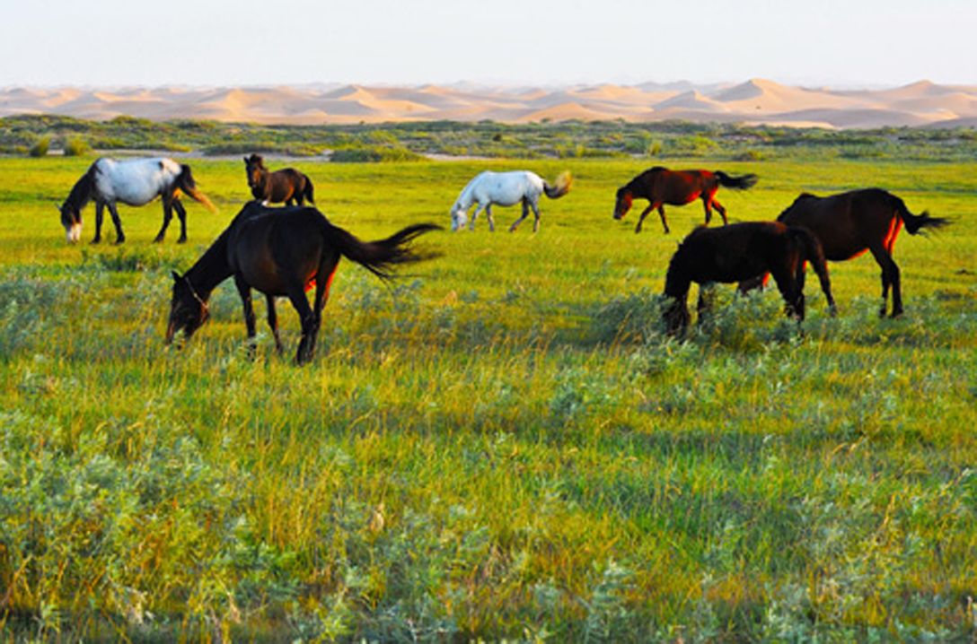 青青草原羊马群，揭秘如何选择并落实正确的生肖