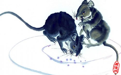 揭秘长须打一生肖的绝佳解释与文化寓意