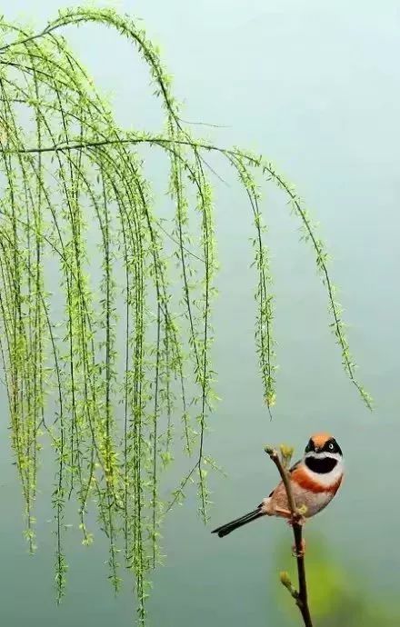 寻花问柳打一生肖动物、神秘解释落实