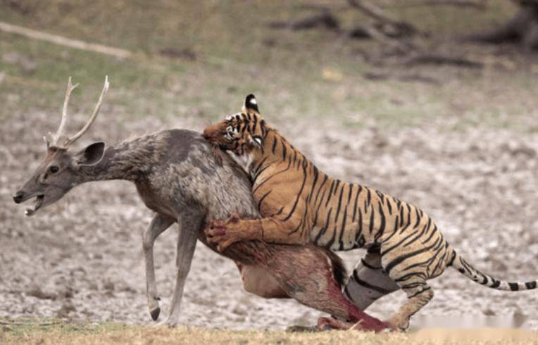 赶尽杀绝打一动物生肖、全面解析与落实