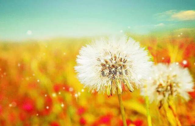 风和日丽中的生肖智慧与哲理探寻