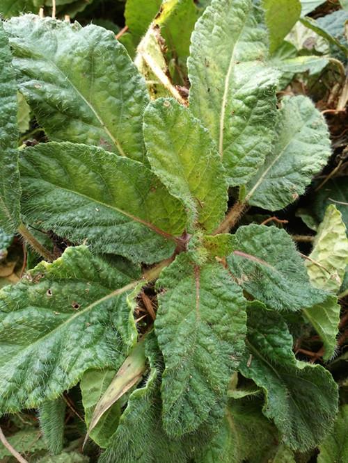 跑跑跳跳打一生肖、如何引领非凡解释落实