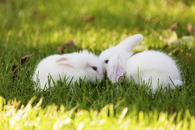 英雄。打一生肖、解释与落实的和谐共舞