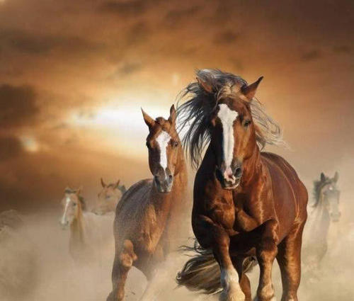 真天子打一生肖，理想与行动的交响曲