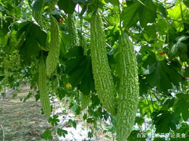 甘瓜苦蒂打一生肖、专业作答落实解释