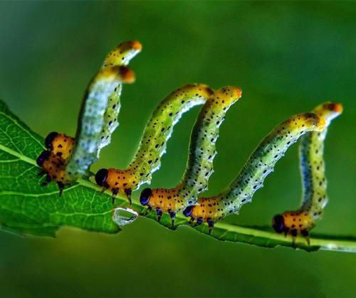 毛毛虫打一生肖，谜底即将揭晓