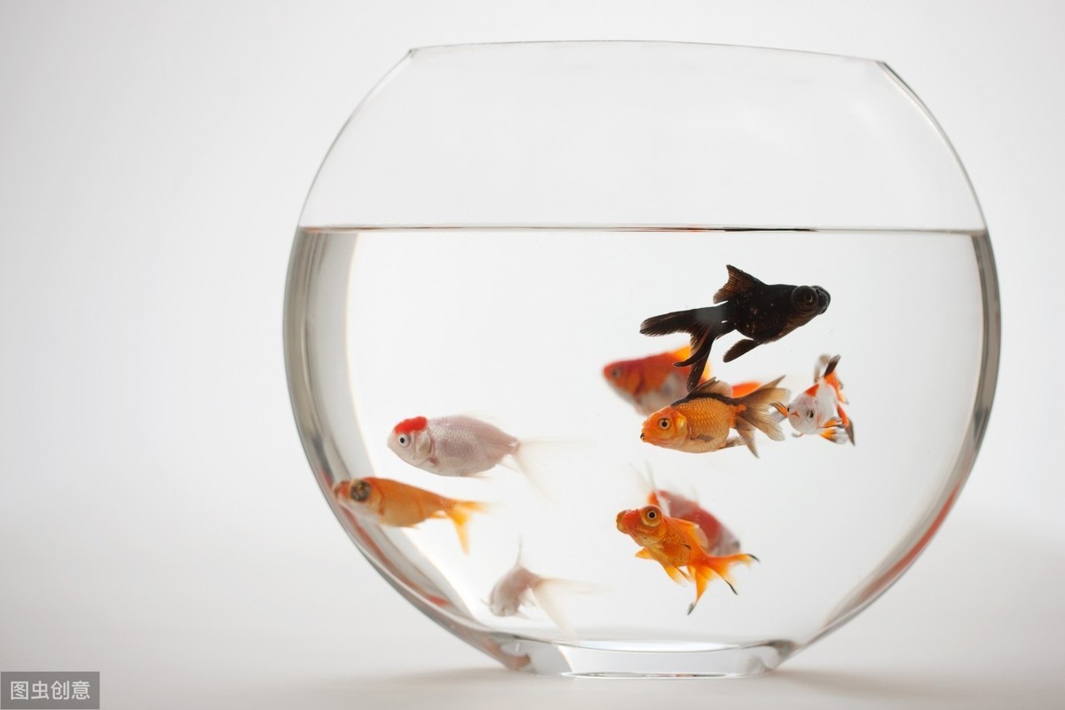 鱼缸与生肖的奇妙联结，正确解释与生活中的落实