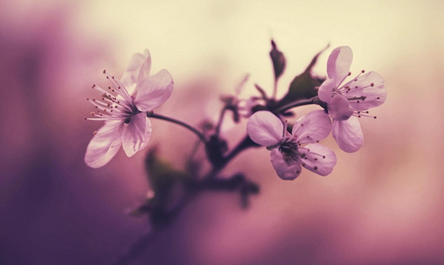 解析造谣中伤与打一生肖的深层含义及社会影响 解析造谣中伤与打一生肖的深层含义及社会影响