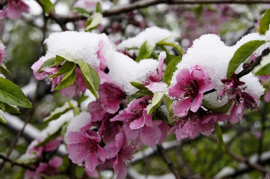 北风萧萧打一生肖、一场误导解释的落实与反思