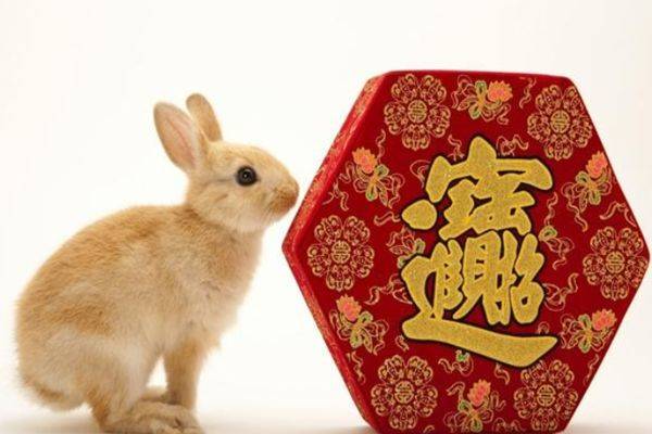 险字打一生肖，兔—生活中的智慧与避险哲学