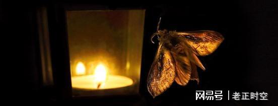 飞蛾赴烛，生肖之谜与不安分之选的寓言