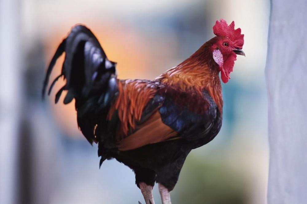 白跑一趟打一生肖、积极解释与落实的转变