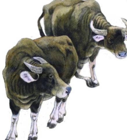 生肖看好牛和鼠打一肖、正确解释与落实