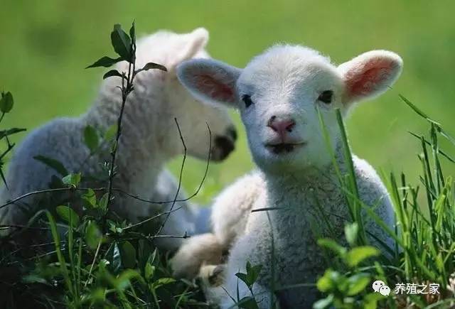 羊入虎口打一动物生肖、采民作答落实解释 羊入虎口打一动物生肖、采民作答落实解释