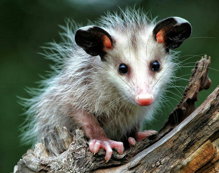 从不识丁到成就解释落实,生肖鼠的智慧与坚韧 从不识丁到成就解释落实,生肖鼠的智慧与坚韧