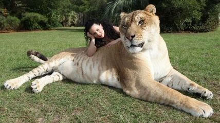 女人管家打一生肖动物、与积极行动的完美结合