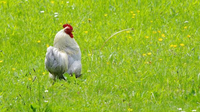 家养生肖会再来打一肖、相信作答落实解释