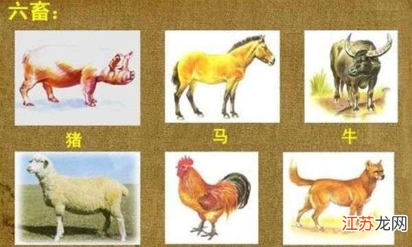 农家六畜有特肖，一语中的全面解析