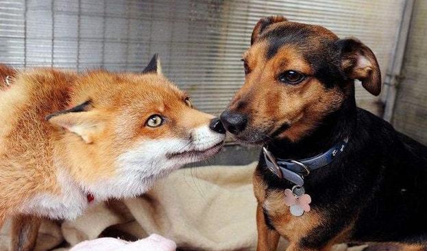 狐朋狗友打一生肖、的最快解答落实 狐朋狗友打一生肖、的最快解答落实