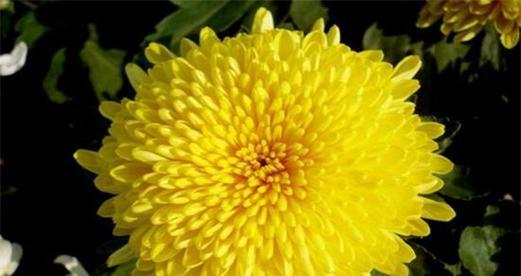 菊有黄花打一生肖，深度解析与文化寓意