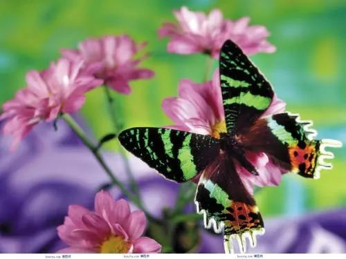 蝴蝶打一生肖谜底，深度解析与智慧思考