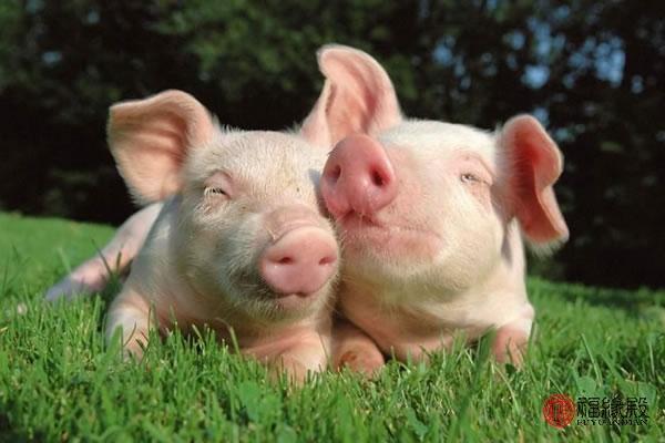 金玉良缘打一生肖、新型作答落实解释