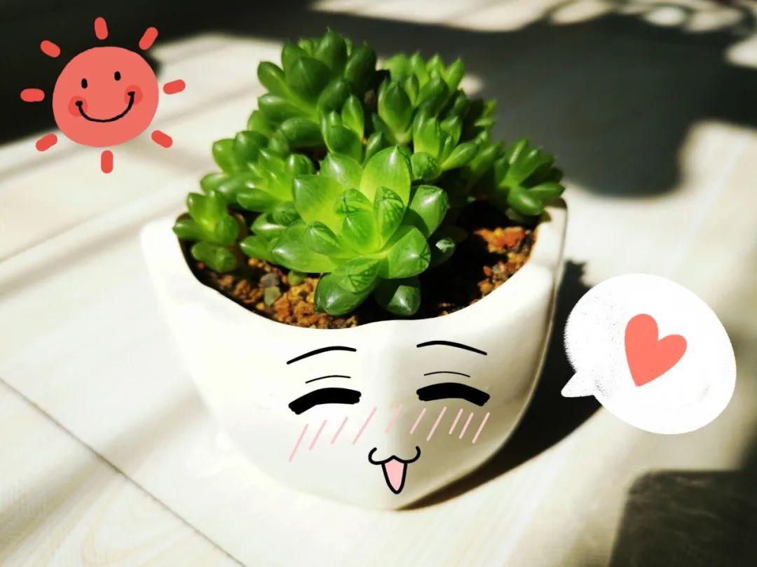 金风玉露打一生肖、揭秘背后的文化寓意