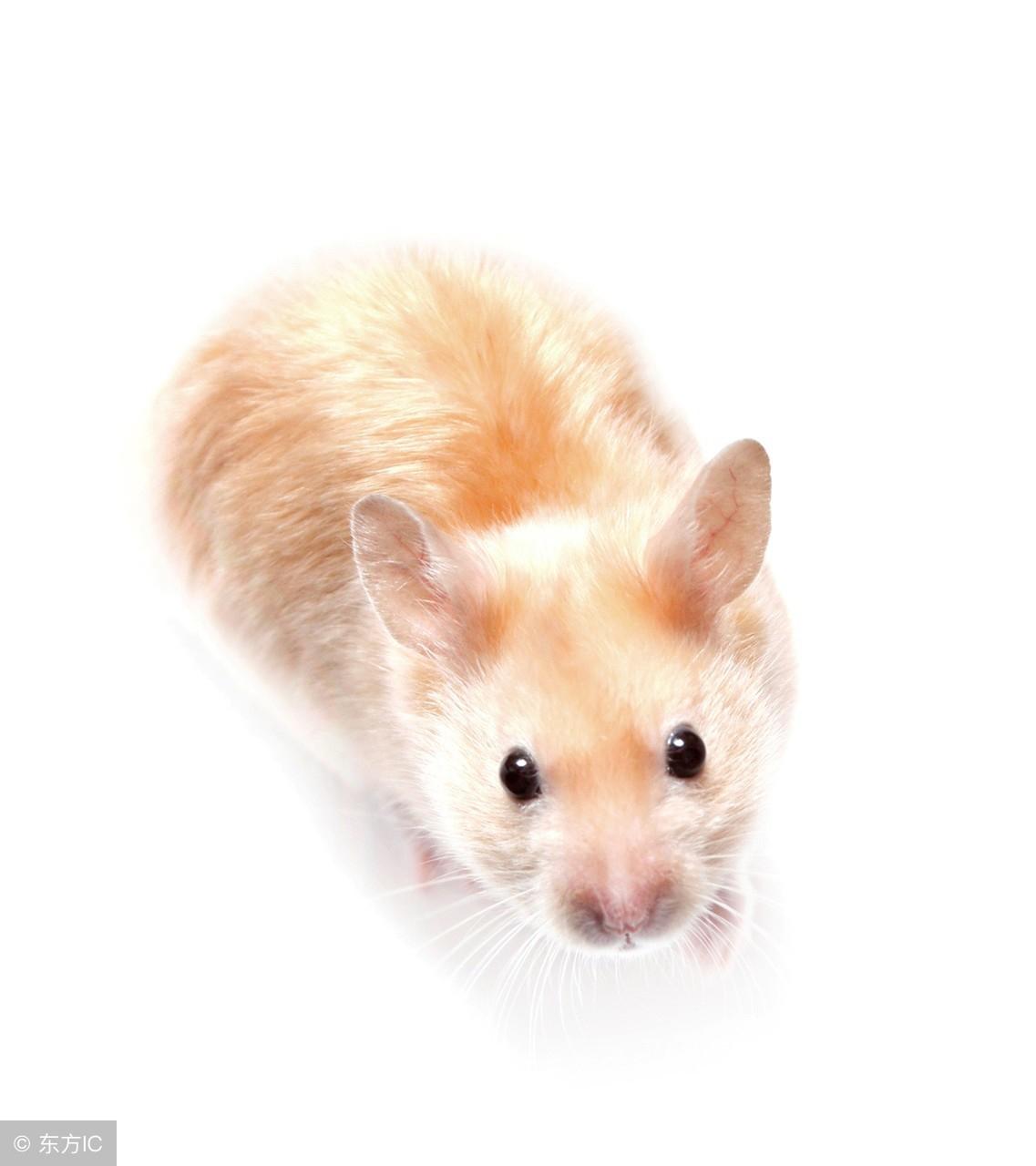 多多少少打一生肖、喜欢作答落实解释 多多少少打一生肖、喜欢作答落实解释