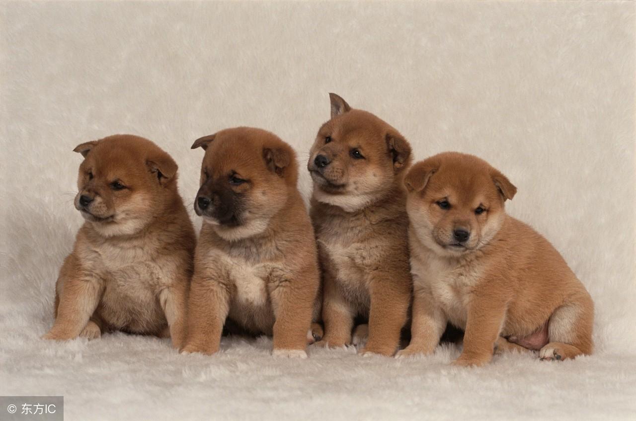 保家园打一生肖，谁将担当起守护的重任？