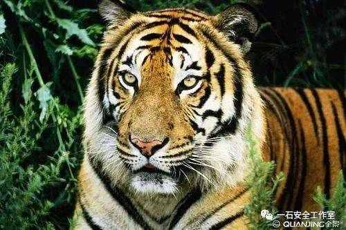 凶猛的动物打一个生肖、实证解释落实 凶猛的动物打一个生肖、实证解释落实