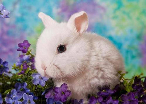 相机行事打一生肖,兔的智慧与机敏 相机行事打一生肖,兔的智慧与机敏