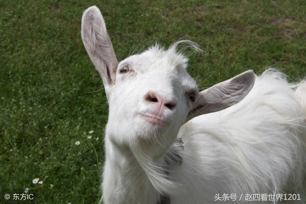 阴打一生肖、最新解释与落实