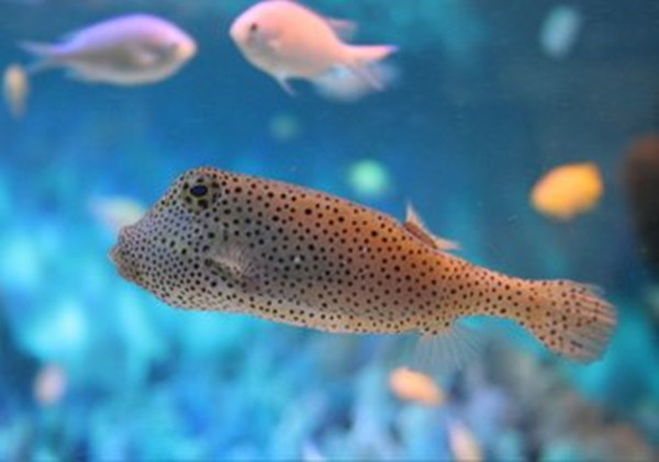 背背有鱼打一生肖，谜团与智慧的碰撞