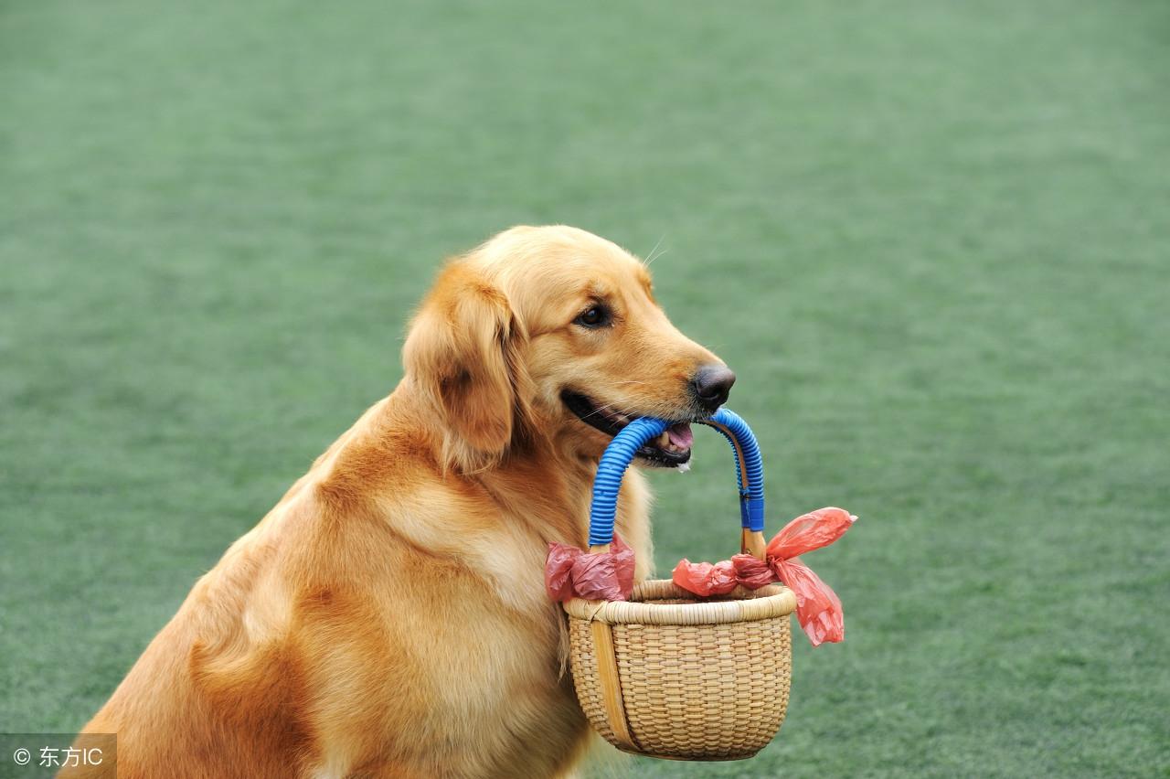 抓打一生肖、无限解释落实