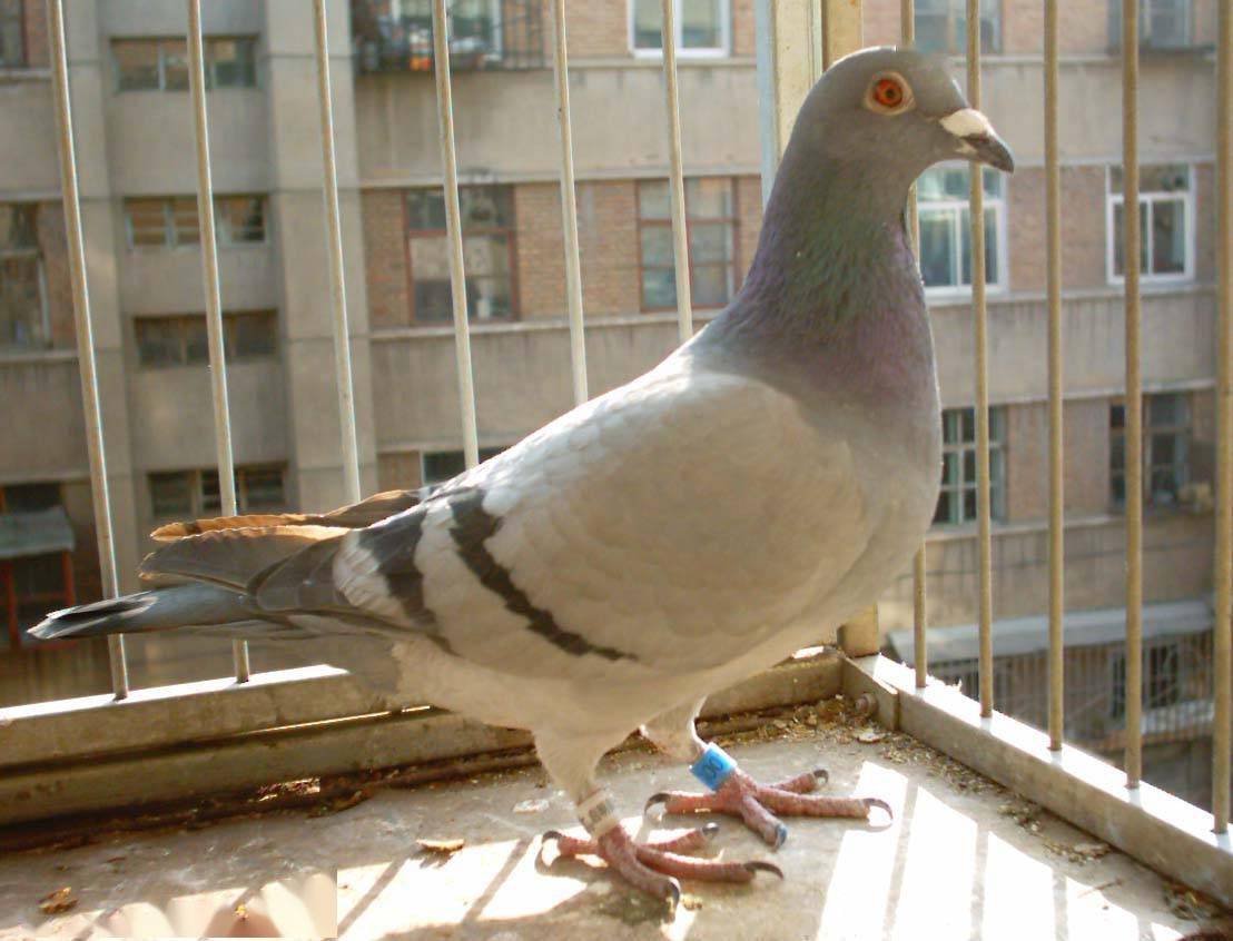 鸽打一生肖、理想作答落实解释