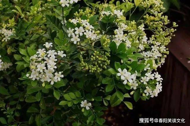 时代解释落实，以多少一个样打一生肖为镜，观时代变迁与文化传承