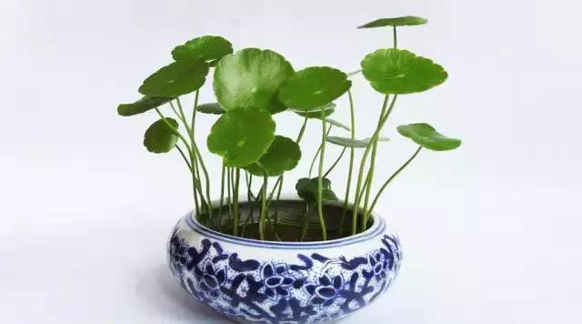 虎头蛇尾打一生肖，谜团揭晓与责任归属