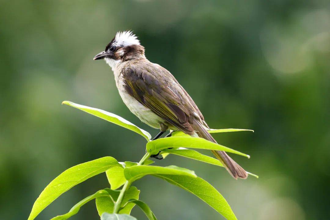 白头翁鸟叫声打一生肖、采民作答落实解释