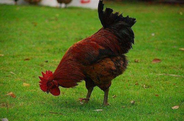 金鸡报喜打一动物生肖、一场误导解释的落实与反思