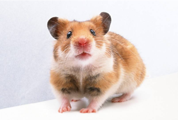 狗拿耗子，一语双关的生肖智慧与新型作答的落实解释