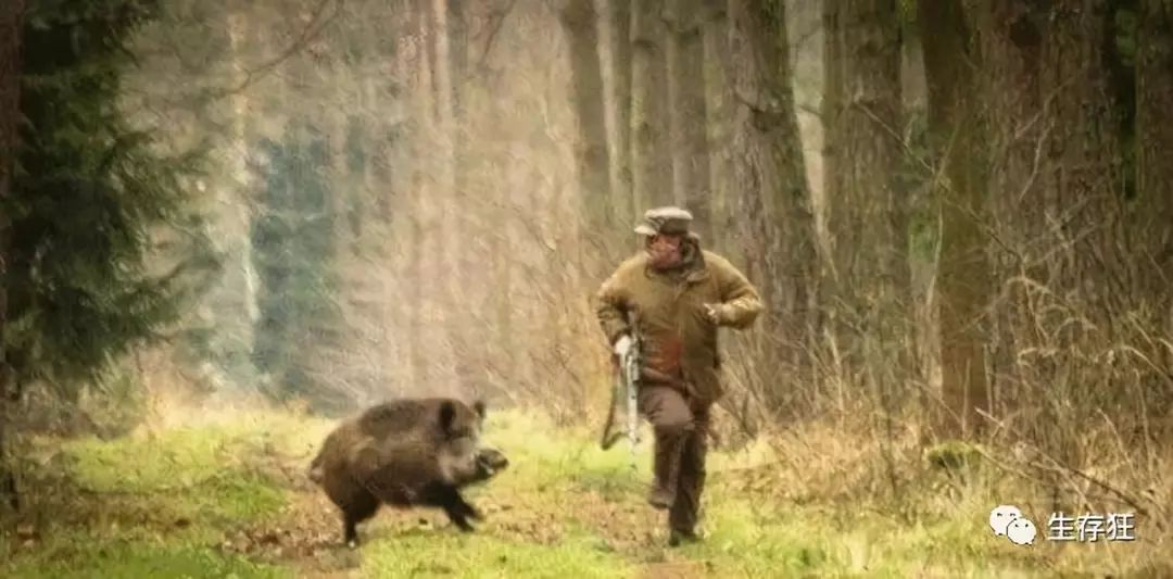 野地求生打一生肖、通用解释落实