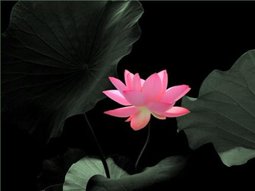 半晴半阴打一生肖，谜团与智慧的碰撞