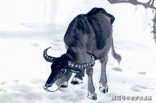 又土又木打一生肖、神秘解释落实