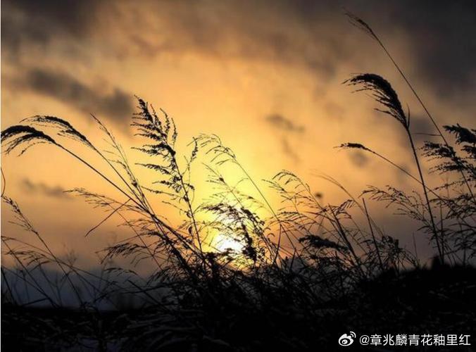 淡烟芳草打一生肖、理想作答落实解释 淡烟芳草打一生肖、理想作答落实解释