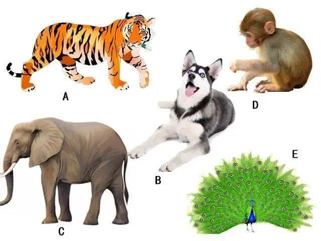 敬姜犹绩打一生肖动物、揭秘如何选择并落实正确的