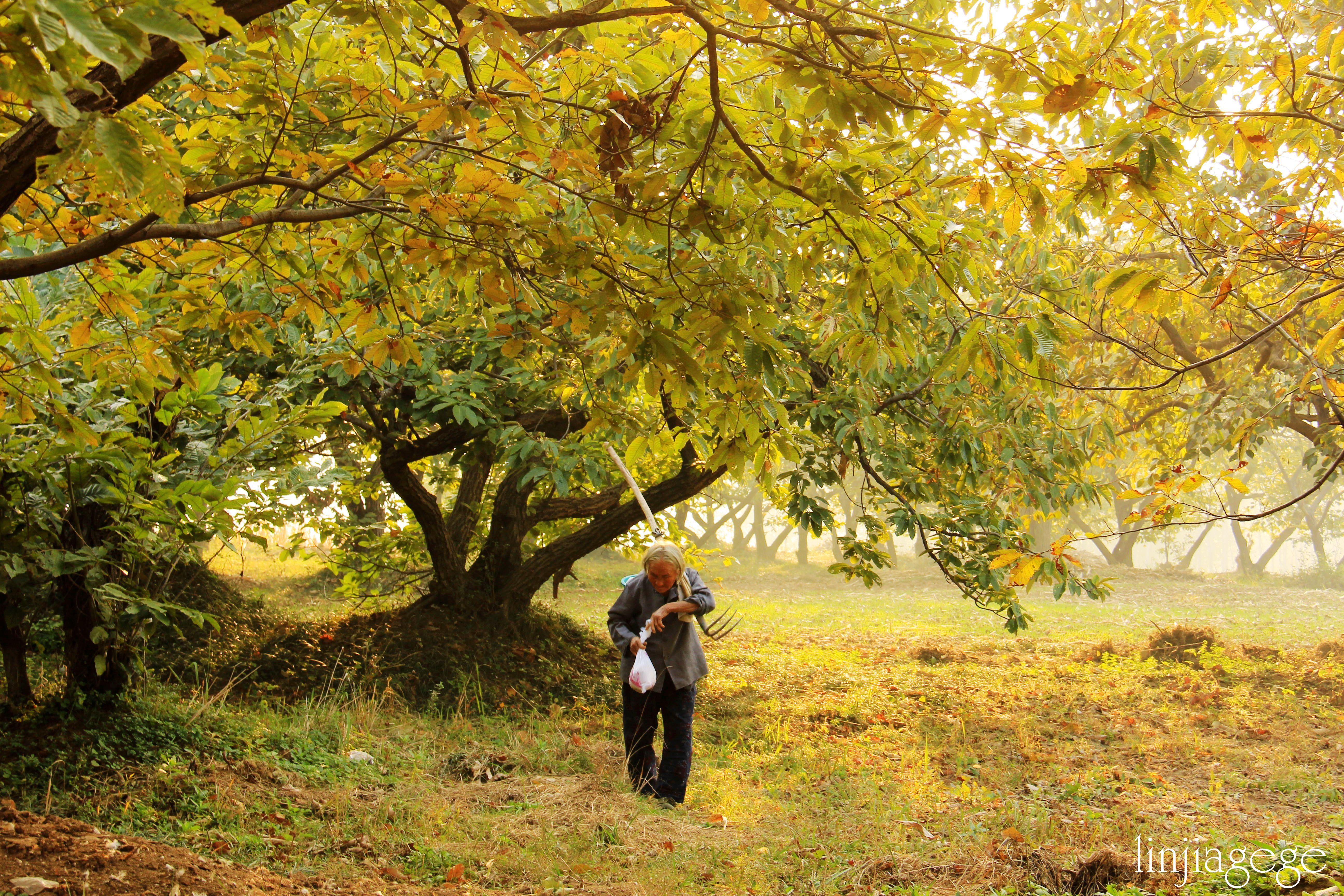 一叶飘零打一生肖、马上为你揭晓落实 一叶飘零打一生肖、马上为你揭晓落实