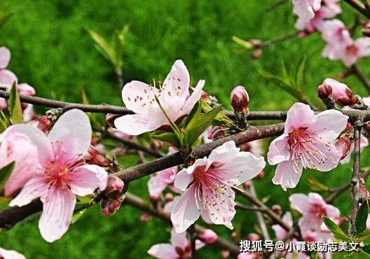 大地回春打一生肖、重点诠释解释落实