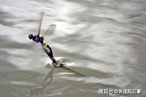 水爬虫变蜻蜓打一生肖、沉稳作答落实解释